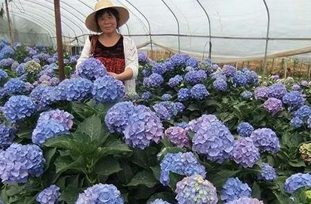 继兰花卉鲜切花种植、种苗技术推广、保鲜花