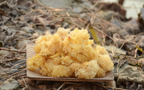 益泰隆银耳，中国食用菌之都