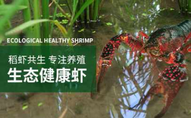 龙庆湖小龙虾图片